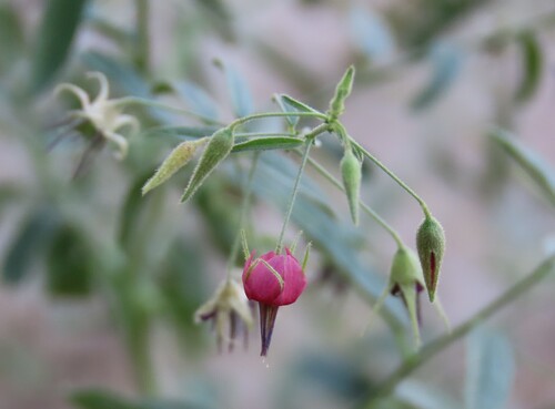 Nightshade Dollsrose (Hermannia solaniflora)