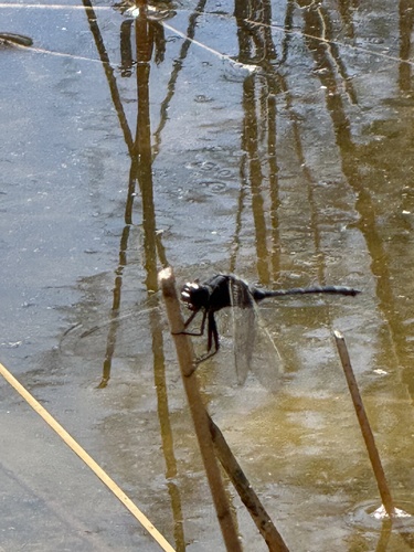 Long Skimmer