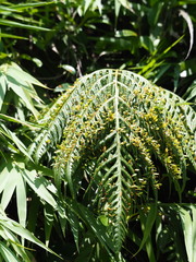 Woodwardia prolifera, photograph author not stated, no rights reserved