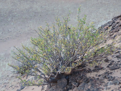 Commiphora oblanceolata