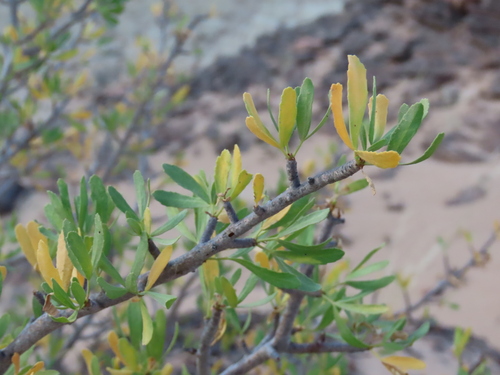 Commiphora oblanceolata