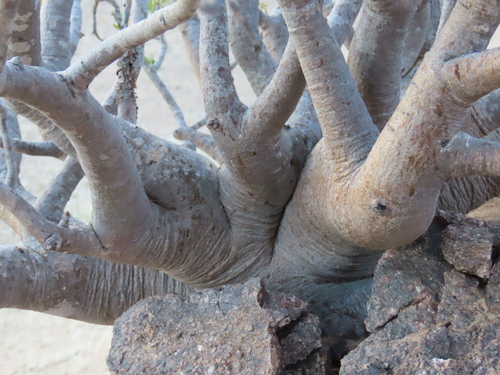 Commiphora oblanceolata