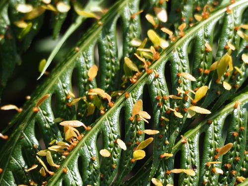 Woodwardia prolifera, photograph 5