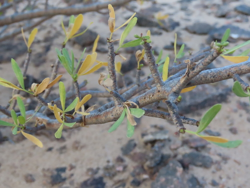 Commiphora oblanceolata