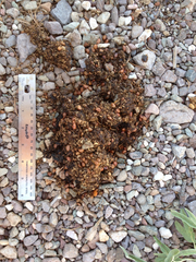 Ursus americanus eremicus