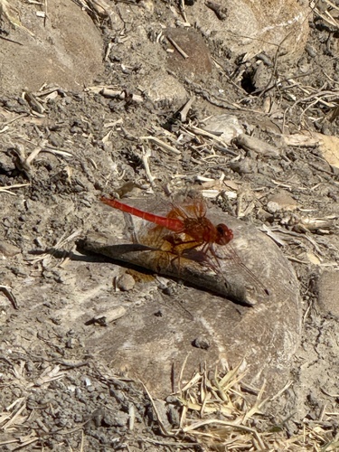 Orange-winged Dropwing