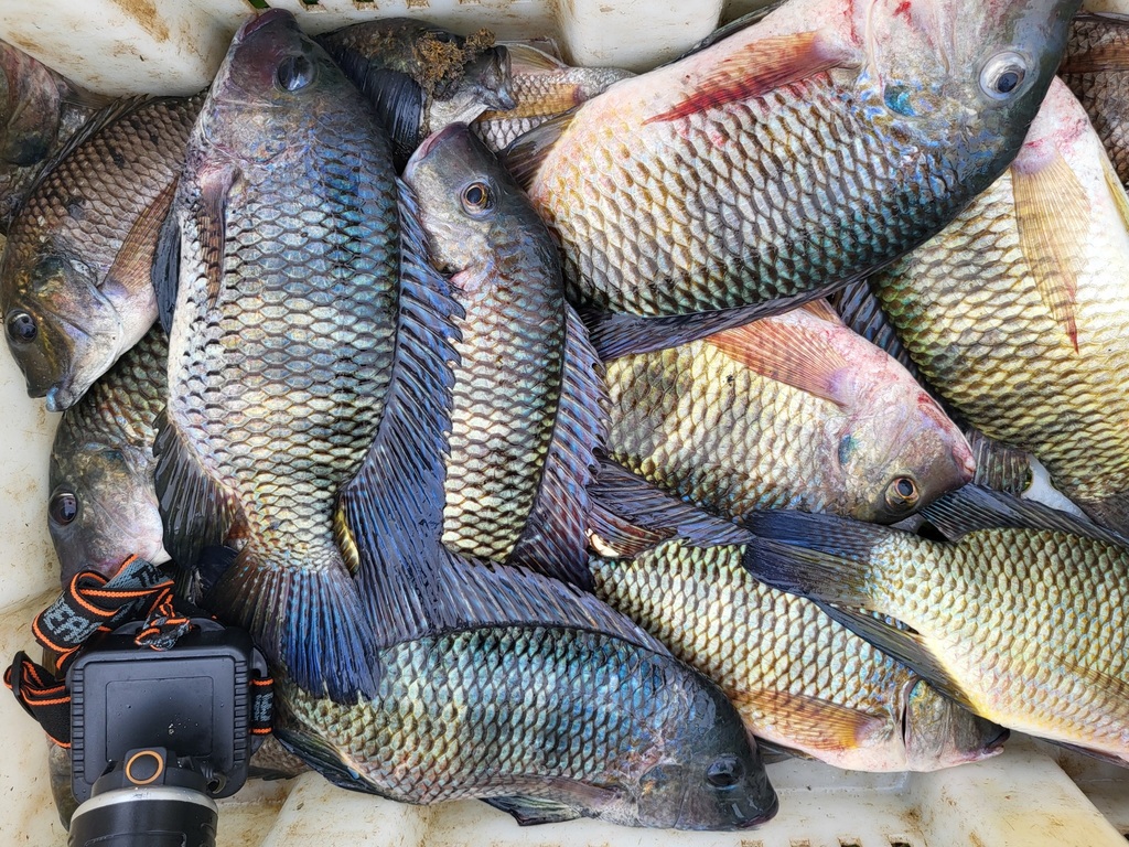 Guinean tilapia (Coptodon guineensis) — Cichlidae