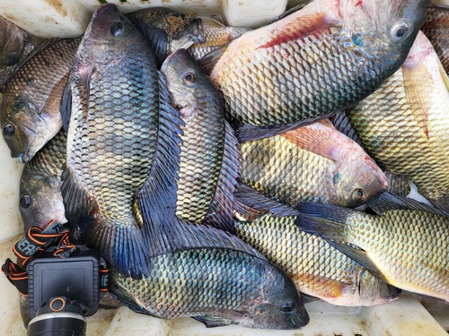 Guinean tilapia (Coptodon guineensis) — Cichlidae