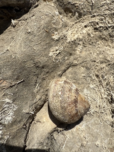 Garden Snail