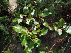 Salix cardiophylla
