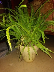 Nephrolepis duffii