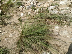Carex appendiculata