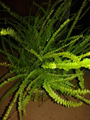 Nephrolepis duffii