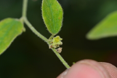 Cocculus hirsutus