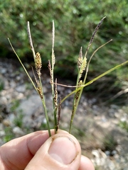 Carex appendiculata