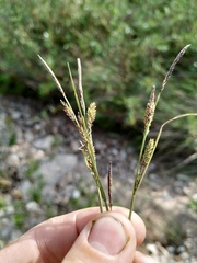 Carex appendiculata