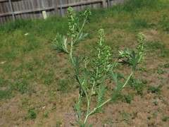 Lepidium oblongum oblongum