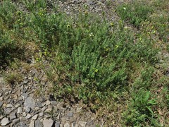 Lepidium oblongum oblongum