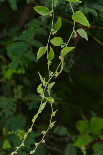 Cocculus hirsutus (L.) W.Theob.