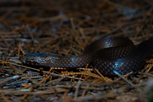 Golden-crowned Snake sighting