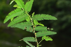 Chamaecrista pumila