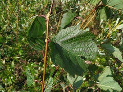 Crataegus dahurica