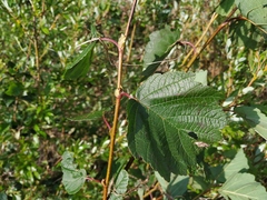 Crataegus dahurica