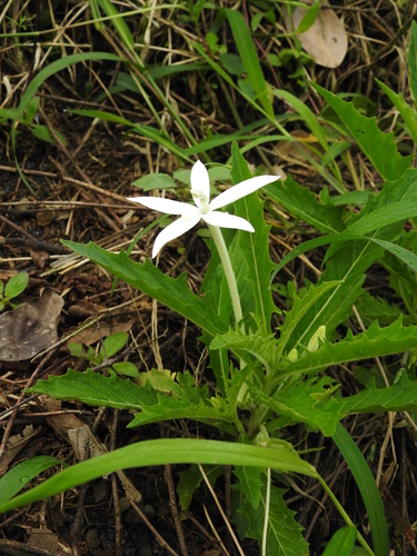 Hippobroma longiflora