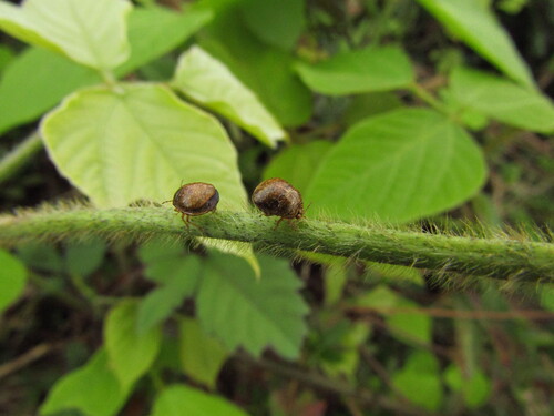 Japanese common plataspid stinkbug photo 3