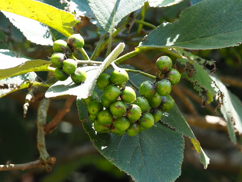 Ehretia dicksonii, photograph 6
