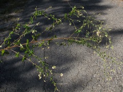 Lespedeza thunbergii