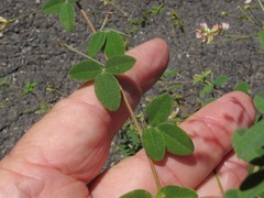 Lespedeza thunbergii