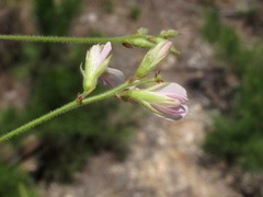 Lespedeza thunbergii