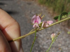 Lespedeza thunbergii