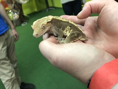 Correlophus ciliatus