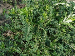 Astragalus schelichowii