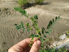 Astragalus schelichowii