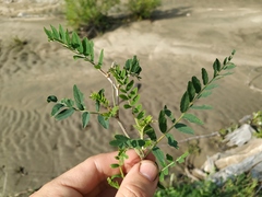 Astragalus schelichowii