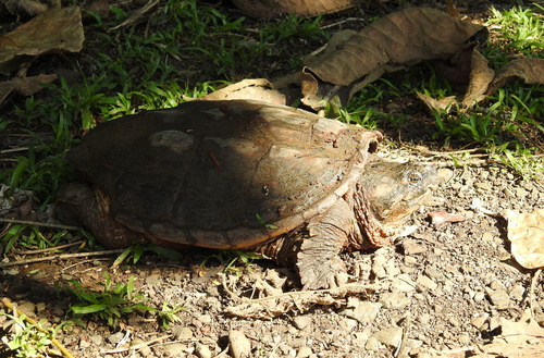 Chelydra acutirostris