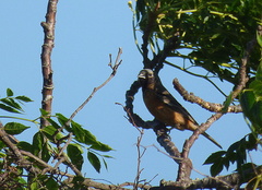 Sporophila ruficollis