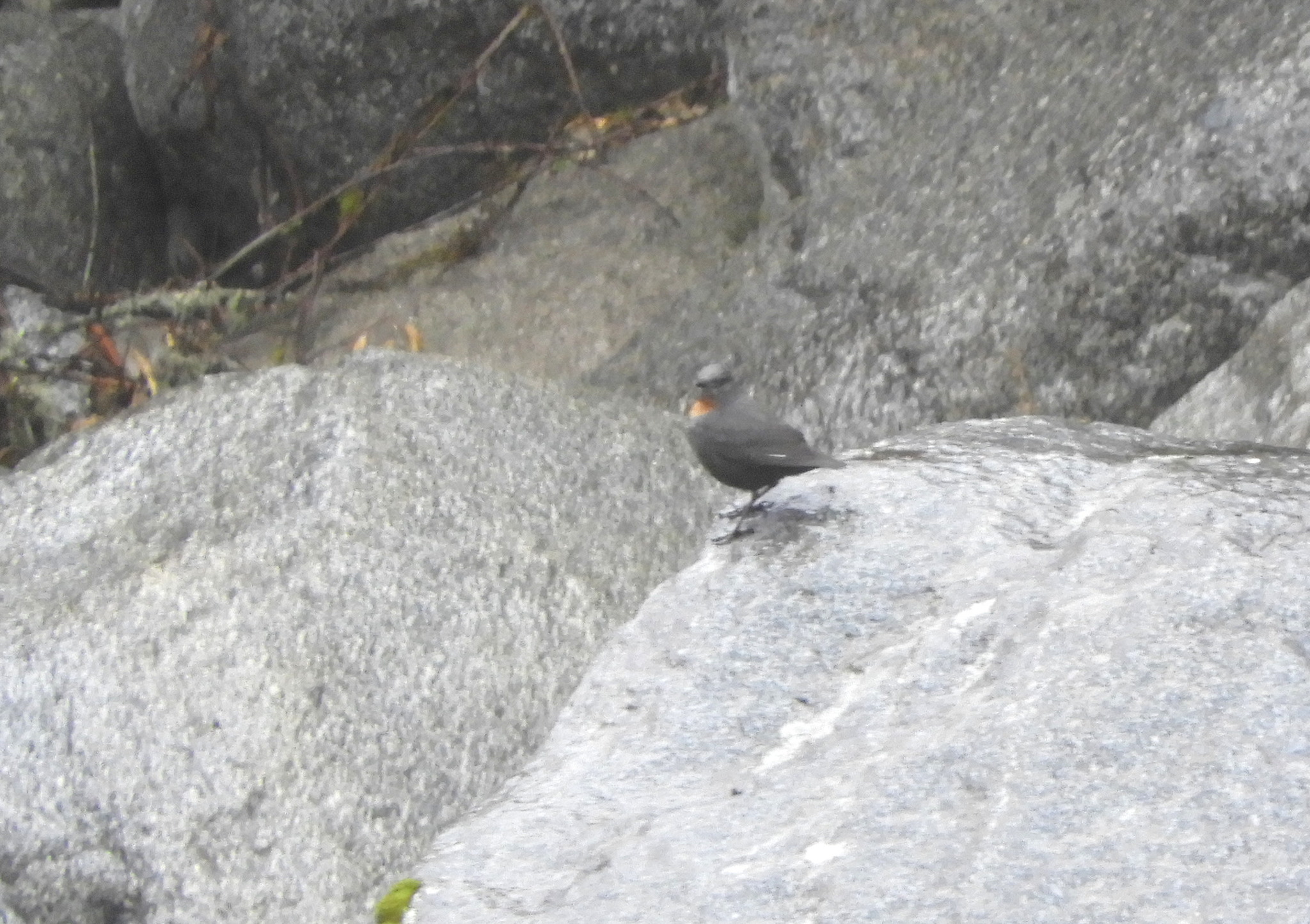 Rufous-throated Dipper illustration