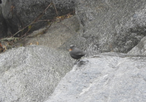 Rufous-throated Dipper (Cinclus schulzii), photo 5