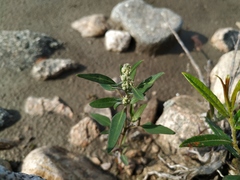 Chenopodium acuminatum virgatum