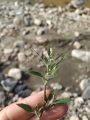 Chenopodium acuminatum virgatum