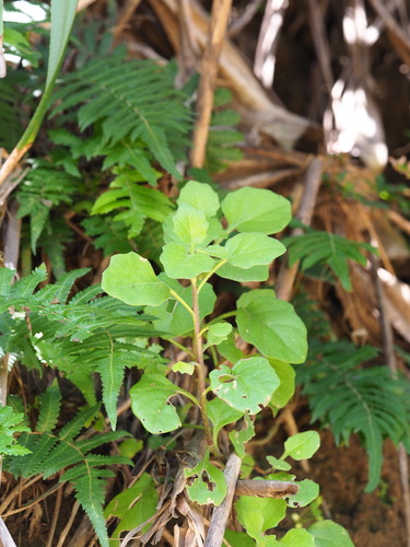 Gynura formosana