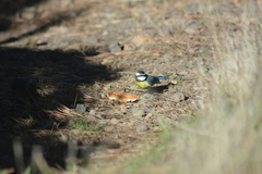 Cyanistes teneriffae teneriffae