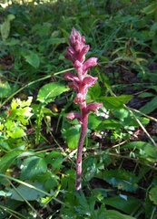 Orobanche bartlingii