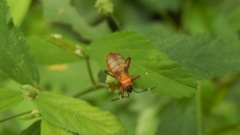 Dysdercus albofasciatus