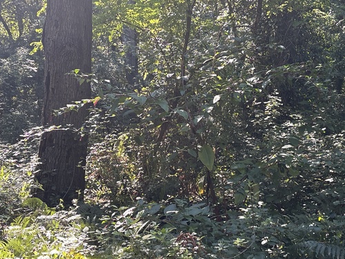 American pokeweed