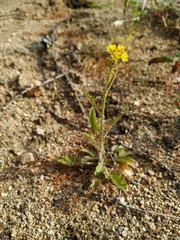 Rorippa barbareifolia